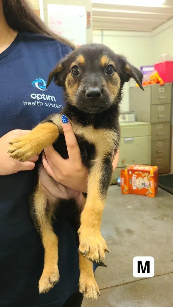 A baby medium-sized male Labrador Retriever dog named Kenny for adoption in Swainsboro, GA