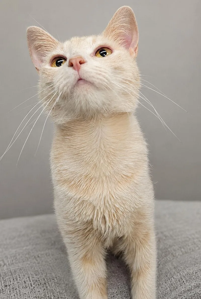 An adult small-sized female Domestic Short Hair cat named Pizza Hut for adoption in Cuyahoga Falls, OH