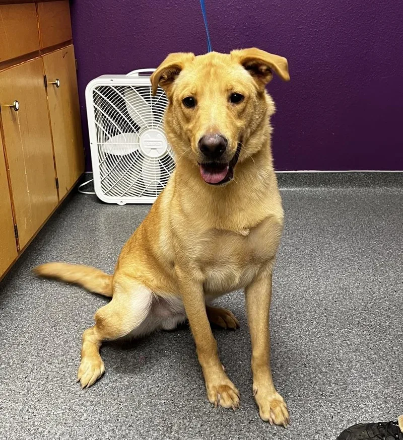 A young large-sized male Yellow / Tan / Blond / Fawn Labrador Retriever dog named Neil for adoption in Jamestown, CA