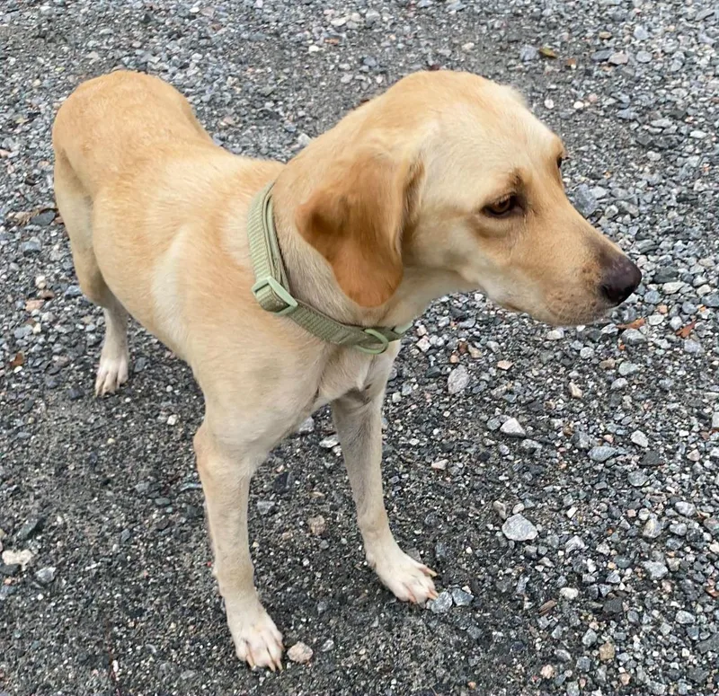 An adult large-sized female Labrador Retriever dog named Emily for adoption in Lakeland, GA