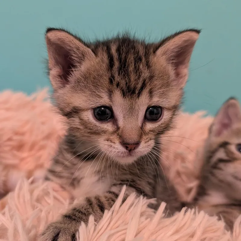 A baby small-sized female Brown / Chocolate Domestic Short Hair cat named Artemis for adoption in Roselle, IL