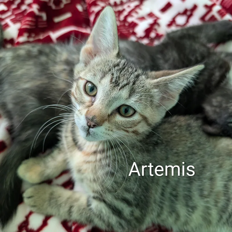 Artemis thumbnail 2