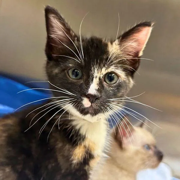 A baby small-sized female Domestic Short Hair cat named Samshir for adoption in Walnut Creek, CA