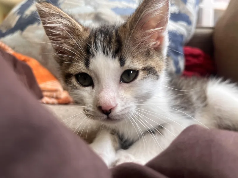 A baby small-sized male Domestic Short Hair cat named Jinx for adoption in Richland, MI