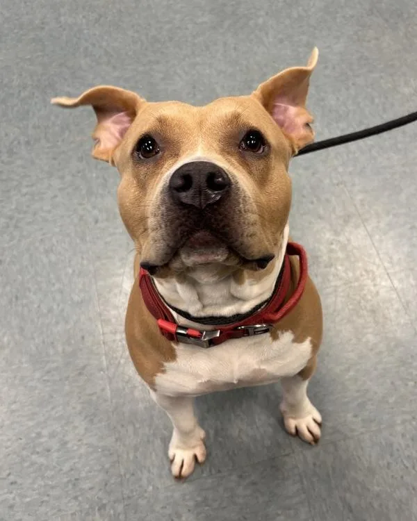 An adult large-sized female Pit Bull Terrier dog named The Squishmallow Queen for adoption in Richmond, VA