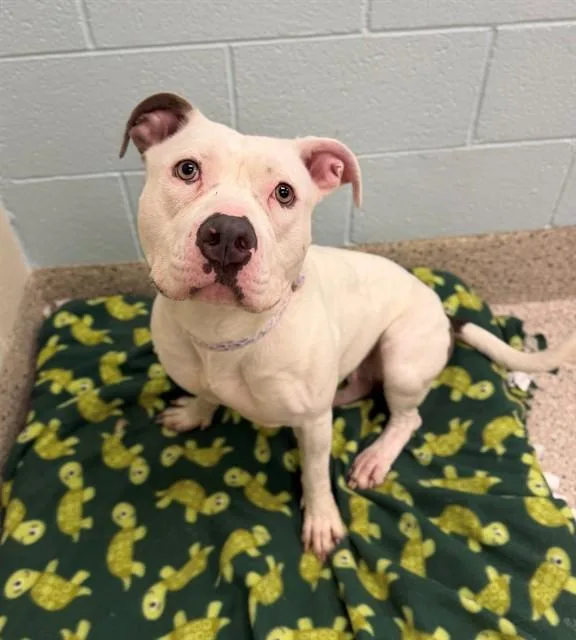 An adult medium-sized female Pit Bull Terrier dog named Bella Ann for adoption in Brighton, CO