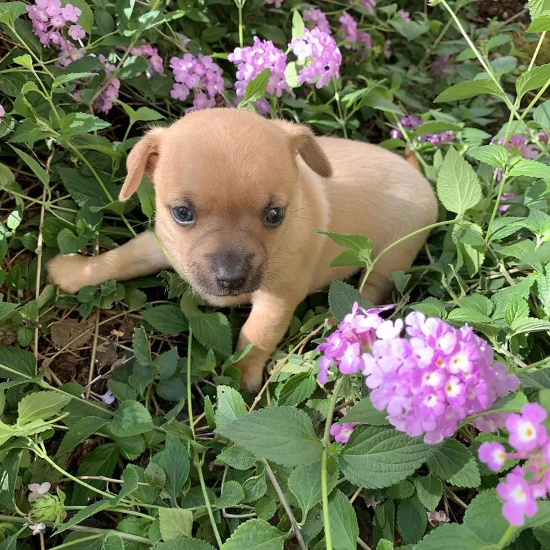 Sweet Pea