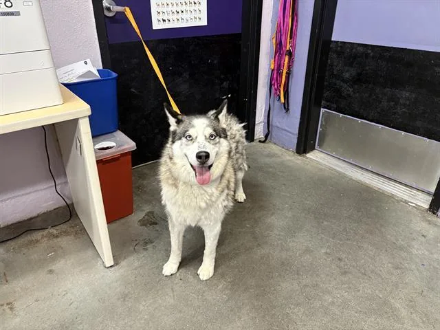 An adult large-sized female Siberian Husky dog named Bonnie for adoption in Fairfield, CA