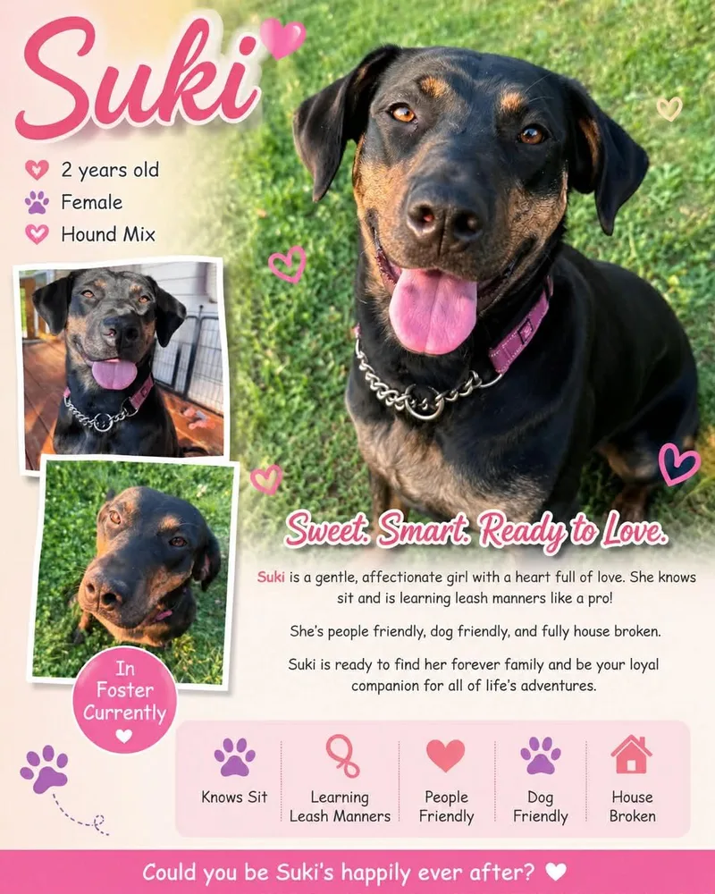 A young medium-sized female Mixed Breed dog named Suki for adoption in Ashland, KY