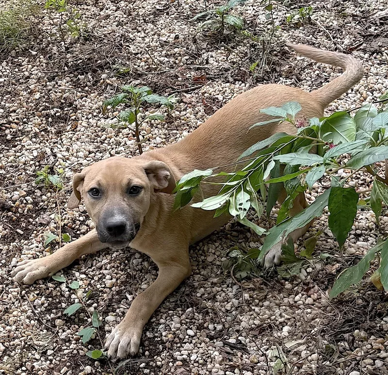 A baby medium-sized female Apricot / Beige Black Mouth Cur dog named Charlie for adoption in Bedford, VA