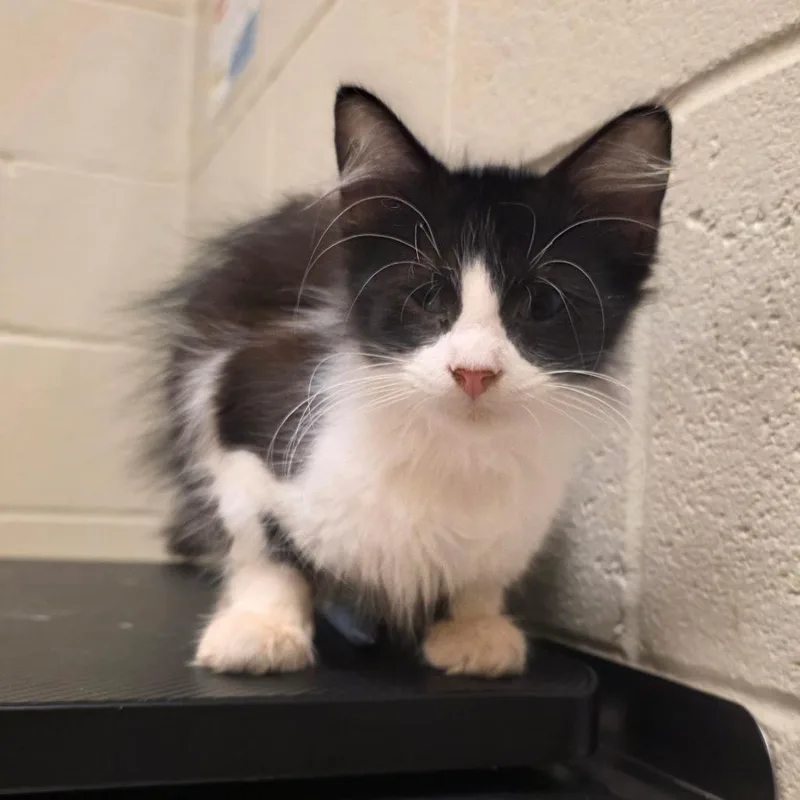 A baby small-sized male Black Domestic Short Hair cat named Mopsy for adoption in Bristol, IN