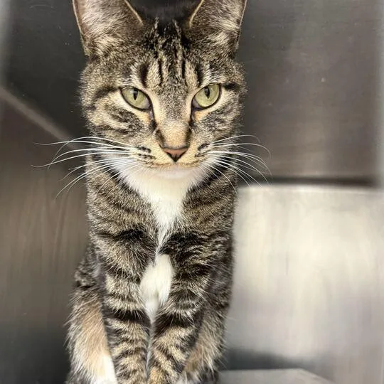 An adult medium-sized female Brown / Chocolate Domestic Short Hair cat named Tabby for adoption in Chicago, IL