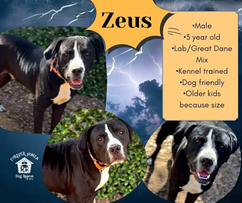 Zeus