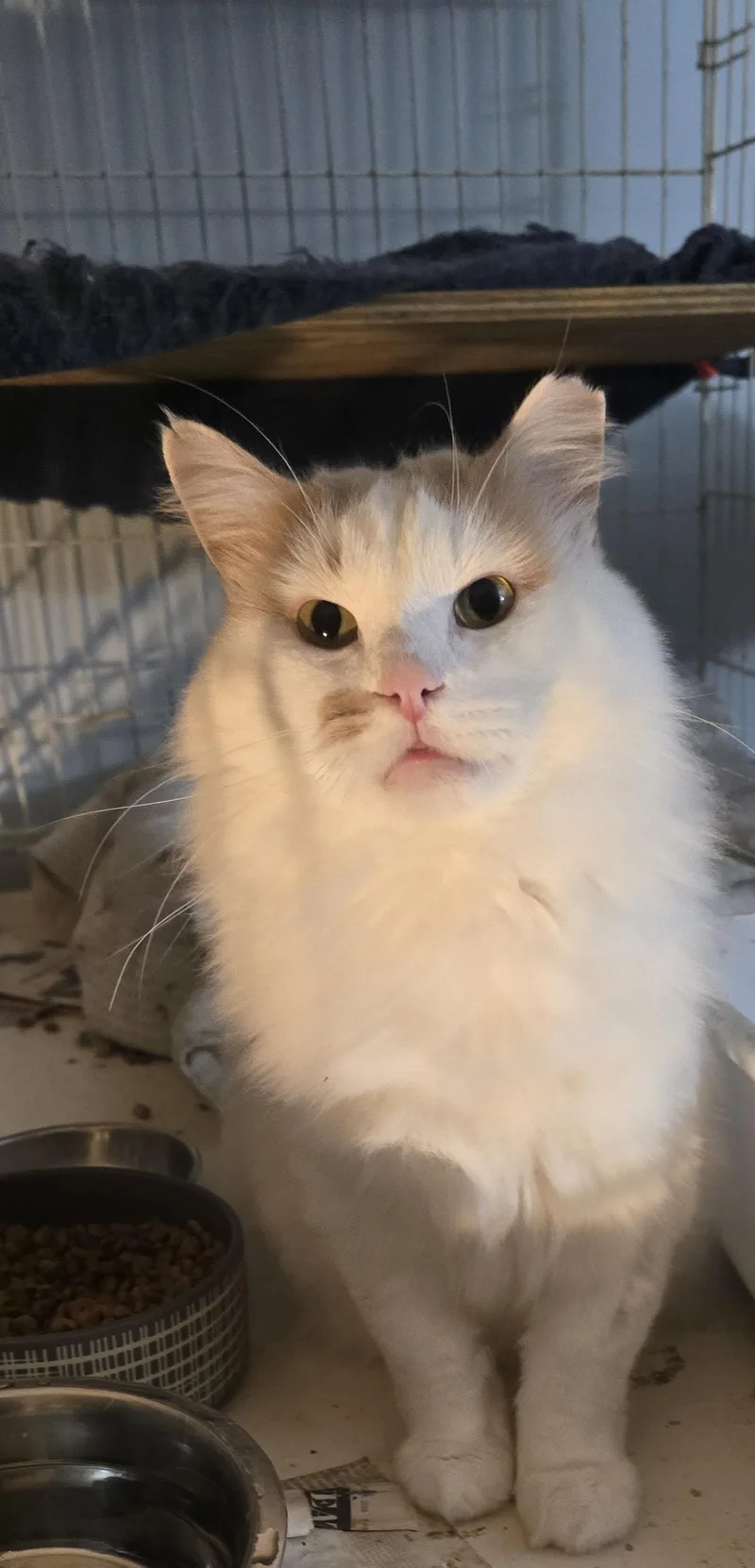 A young medium-sized male Buff & White Domestic Medium Hair cat named Butterscotch for adoption in Eastlake, OH