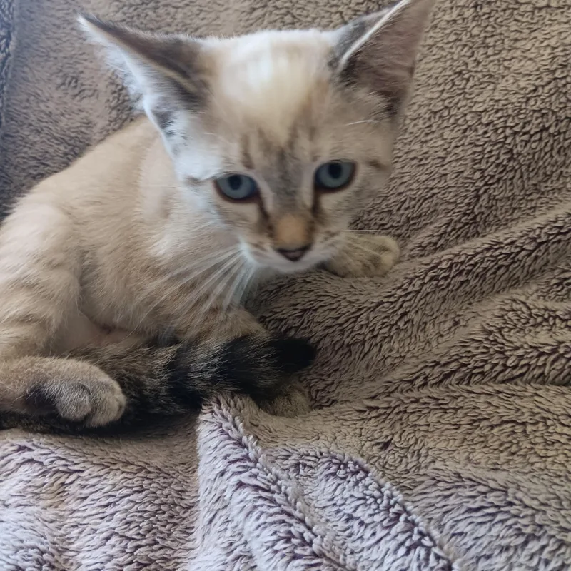 A baby medium-sized female Seal Point Siamese cat named Bell for adoption in North East, MD