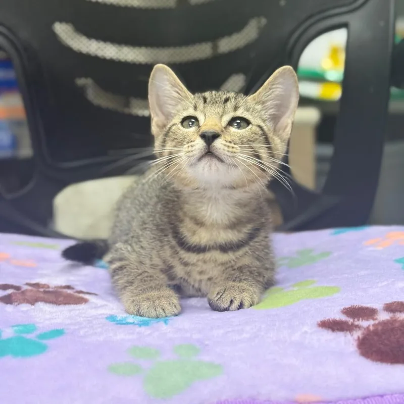 Rascal