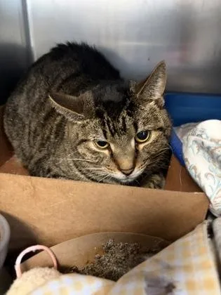 A senior large-sized male Domestic Short Hair cat named Dale for adoption in West Chester, PA