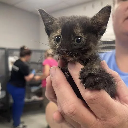 A baby small-sized female Gray / Blue / Silver Domestic Short Hair cat named Lil Miss HissC for adoption in East Saint Louis, IL