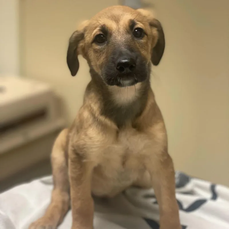 A baby small-sized female Yellow / Tan / Blond / Fawn Shepherd dog named Willow for adoption in Riverside, CA