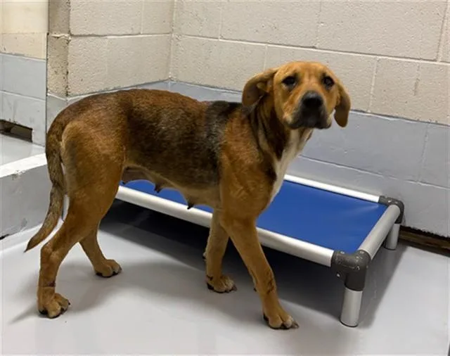 A young large-sized female Mixed Breed dog named Sweetness for adoption in Augusta, GA