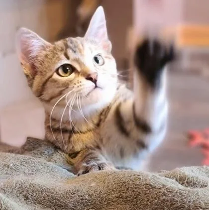 A baby medium-sized female Domestic Short Hair cat named Asha for adoption in Verona, WI