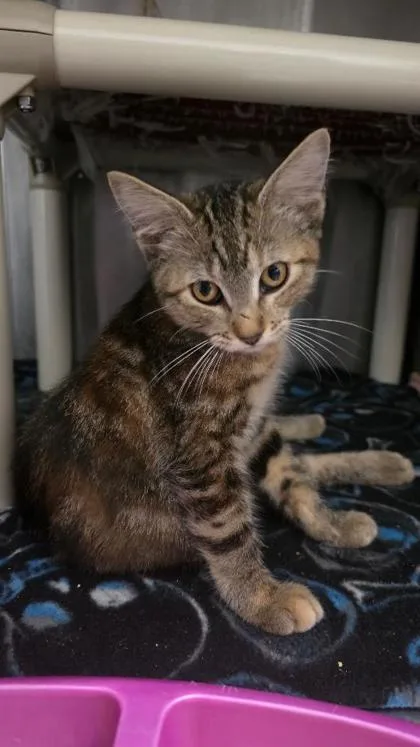 A baby small-sized female Domestic Short Hair cat named Hannah for adoption in Clinton, MO