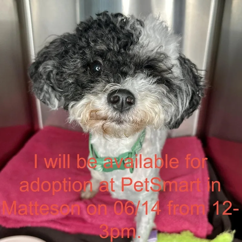 An adult small-sized male White / Cream Poodle dog named Buttons for adoption in Matteson, IL