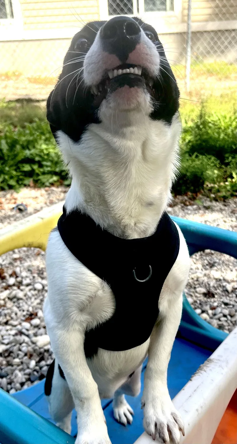 A young medium-sized male Black Rat Terrier dog named Oreo for adoption in Boyne City, MI