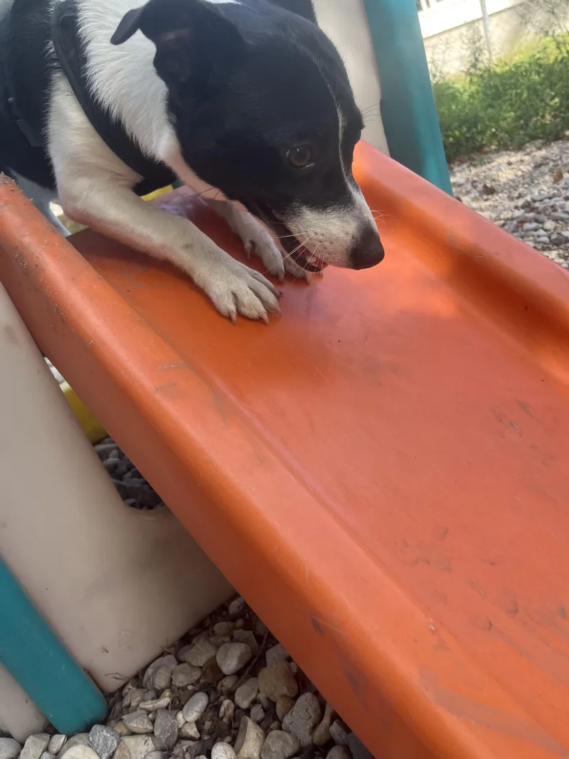 Oreo thumbnail 3