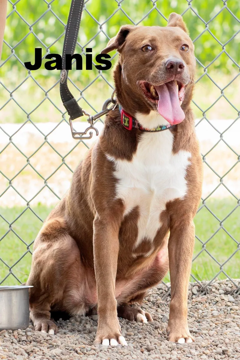 An adult medium-sized female Brown / Chocolate Mixed Breed dog named Janis for adoption in Macomb, IL