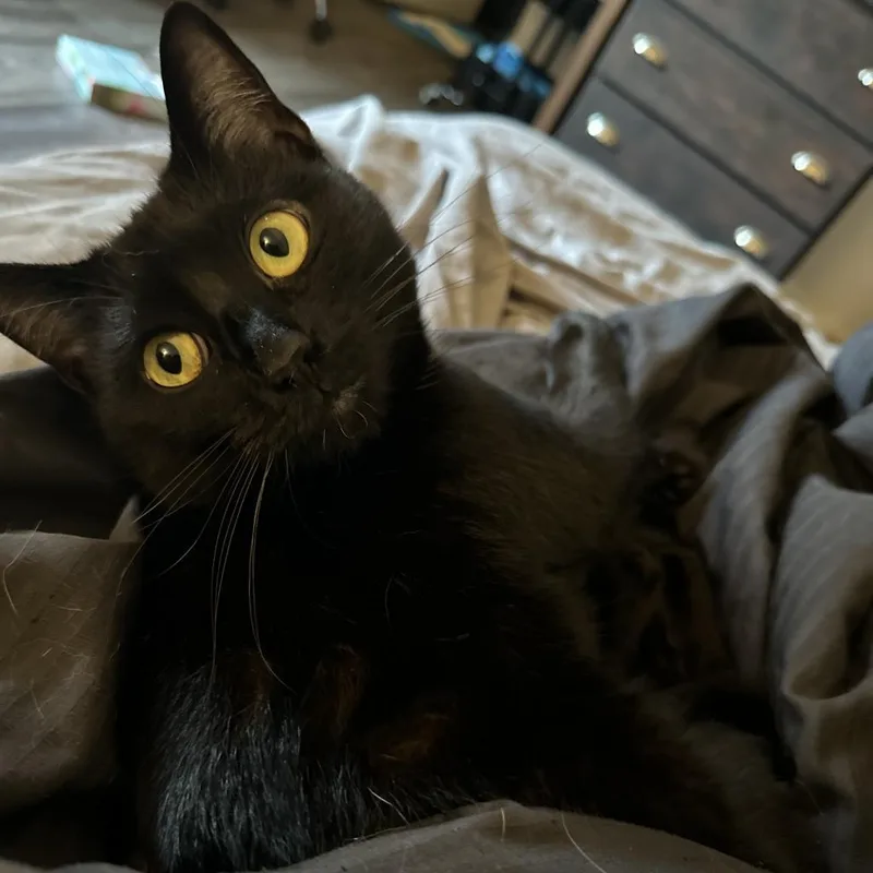 Wednesday thumbnail 2