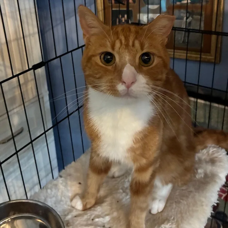 An adult small-sized male Orange / Red Domestic Short Hair cat named Jones for adoption in Woodbridge, VA