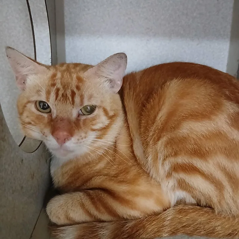 An adult large-sized male Domestic Short Hair cat named Blue for adoption in Cumming, GA