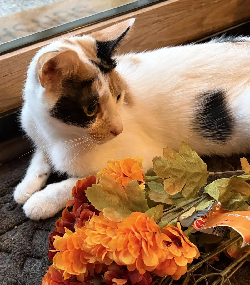 C Litter Vanessa  thumbnail 2