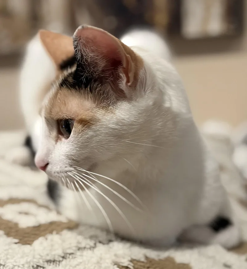 C Litter Vanessa  thumbnail 3