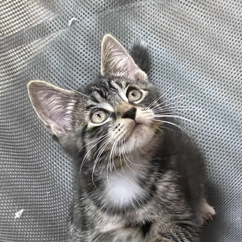 A baby medium-sized male Tabby (Buff / Tan / Fawn) Domestic Short Hair cat named Ranger Needs A for adoption in Manchester, NH