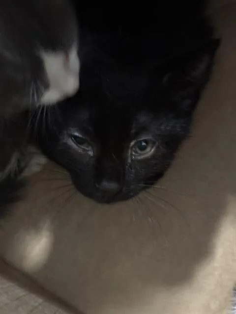 A baby medium-sized female Domestic Short Hair cat named Nita for adoption in Dallas, TX