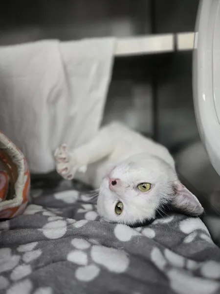 A young medium-sized male Domestic Short Hair cat named Cosmonaut for adoption in Kingston, NY