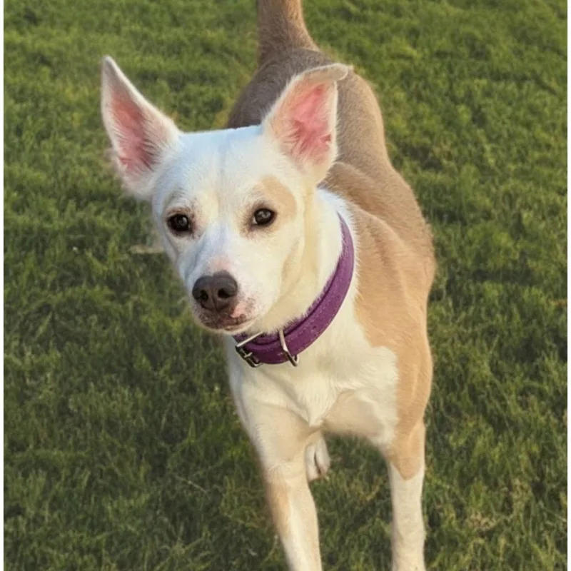 An adult medium-sized female American Staffordshire Terrier dog named Serenity for adoption in Kingman, AZ
