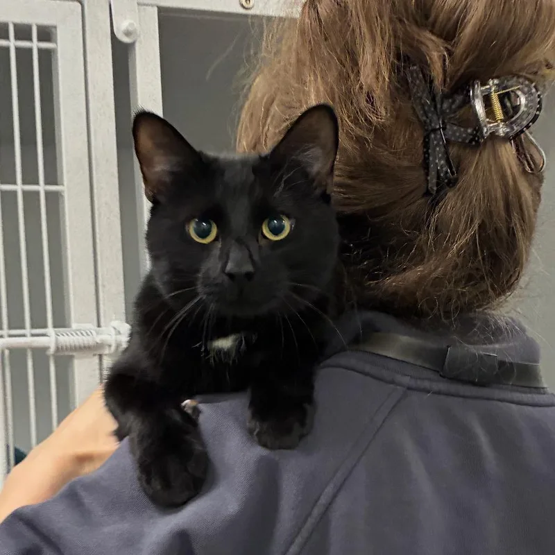 An adult large-sized male Domestic Short Hair cat named Sonic for adoption in Dover, NH