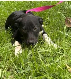 A baby medium-sized female Mixed Breed dog named Mermaid for adoption in West Chester, PA