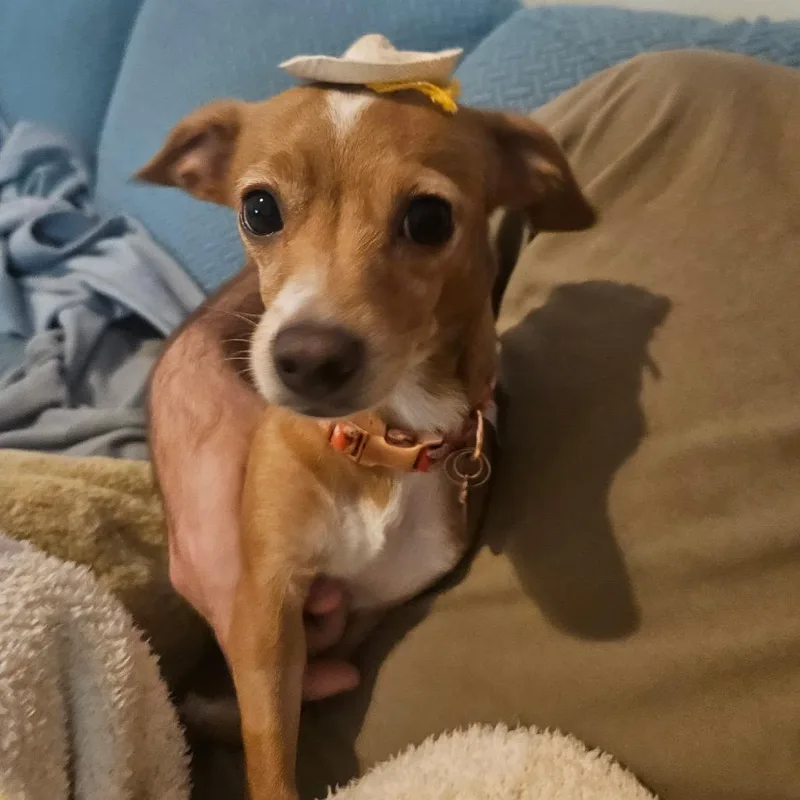 An adult small-sized female Chihuahua dog named Dolly for adoption in Las Vegas, NV