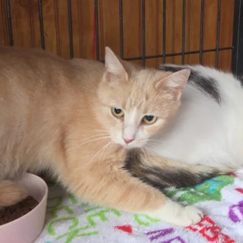 A young medium-sized female Buff / Tan / Fawn Domestic Short Hair cat named Apex for adoption in Indiana, PA