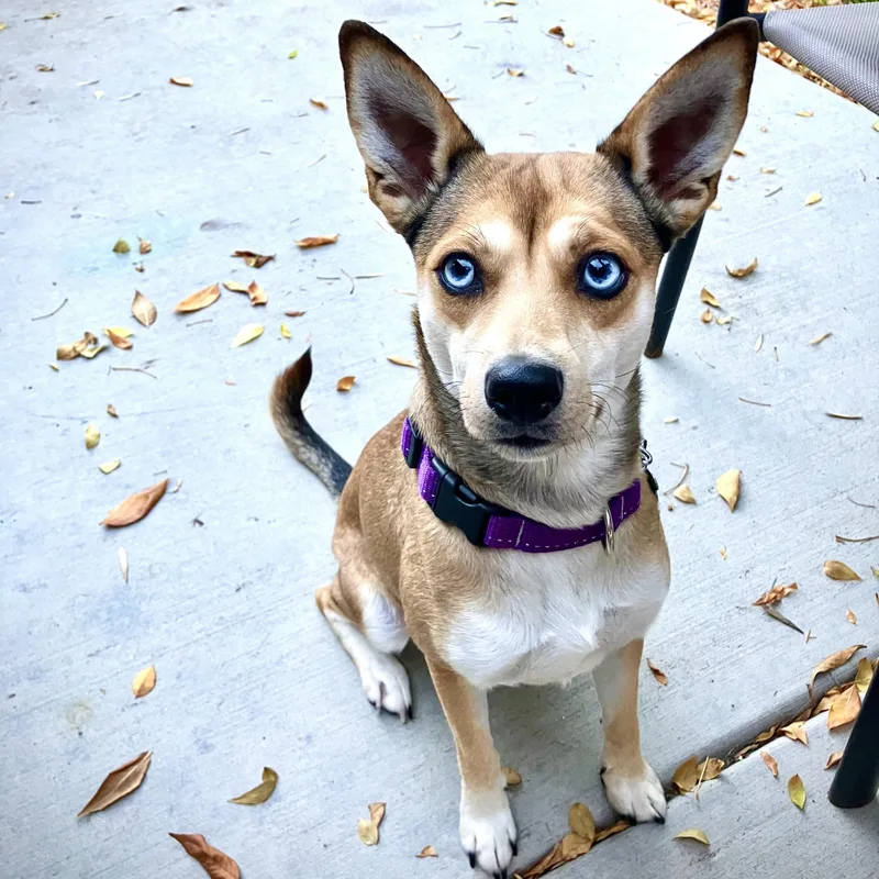 An adult small-sized female Yellow / Tan / Blond / Fawn Shiba Inu dog named Lil Bit for adoption in Fort Collins, CO