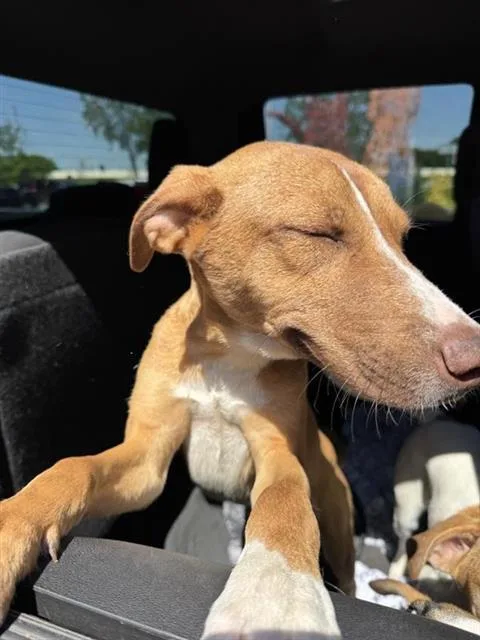 A young medium-sized male Terrier dog named Jack for adoption in San Antonio, TX