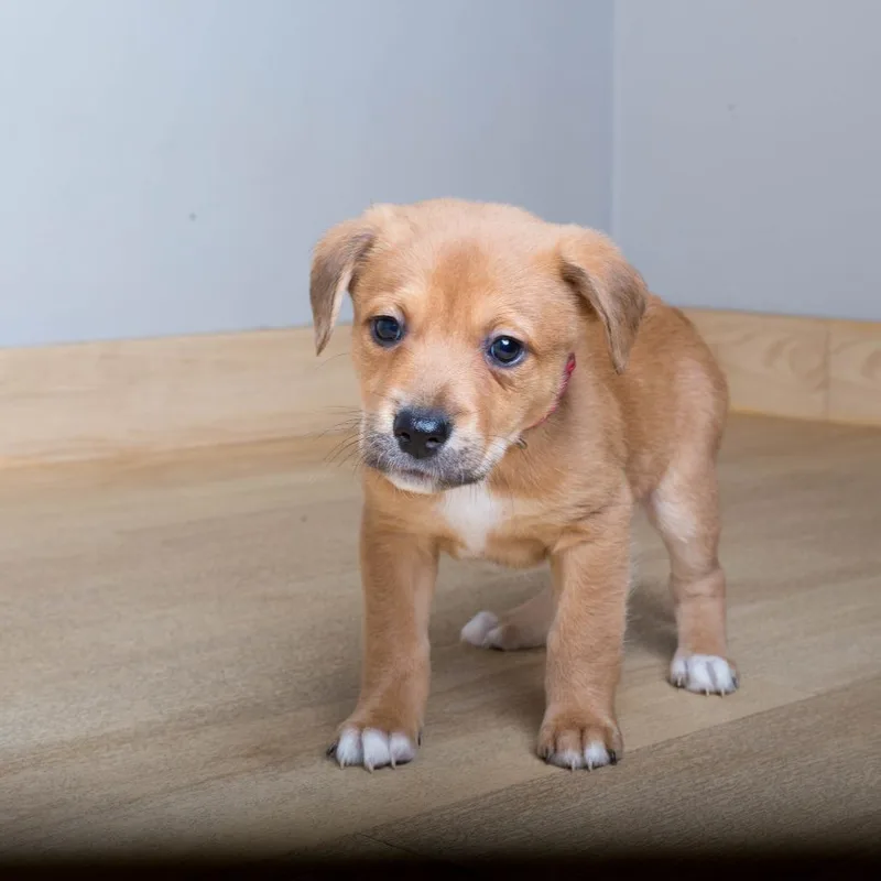 A baby small-sized female Labrador Retriever dog named Sonny D for adoption in Minnetonka, MN