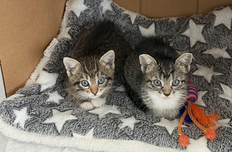 A baby small-sized female Tabby (Brown / Chocolate) Domestic Short Hair cat named Kimi for adoption in Long Island City, NY