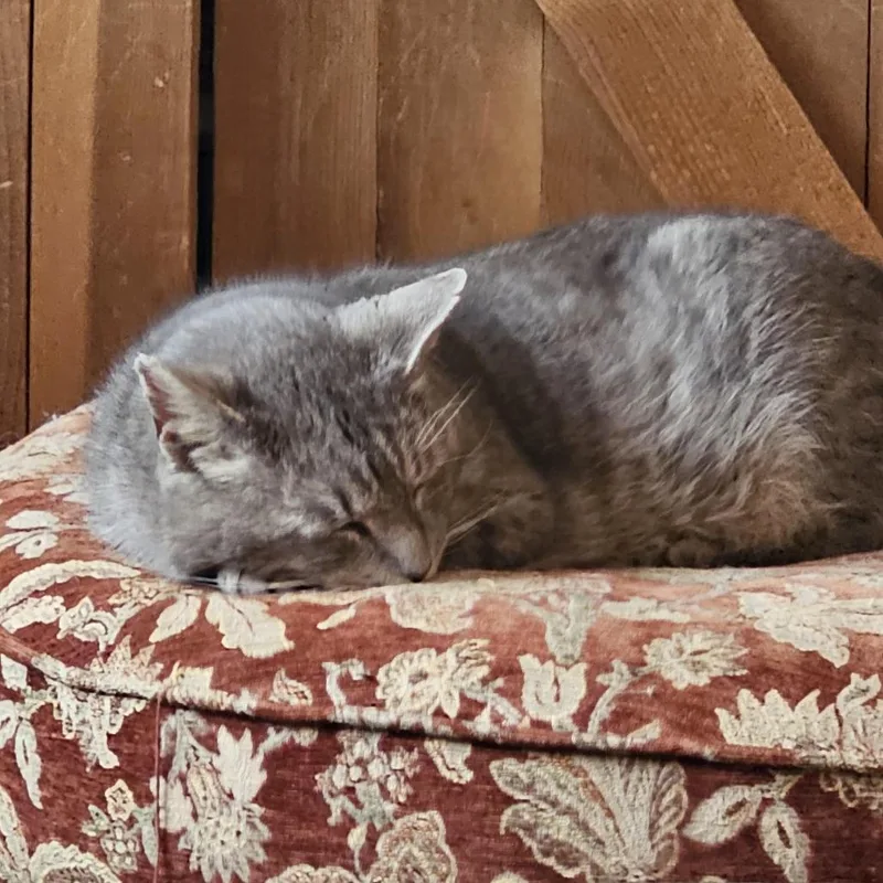 Haymitch thumbnail 2