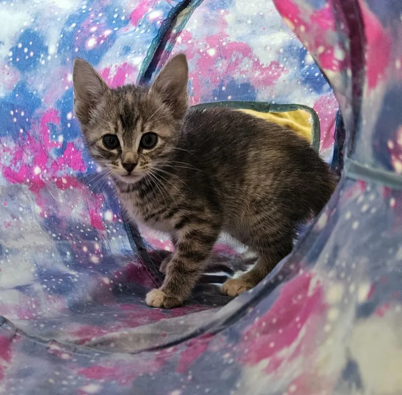 A baby small-sized female Domestic Short Hair cat named Lark for adoption in Sherwood, AR