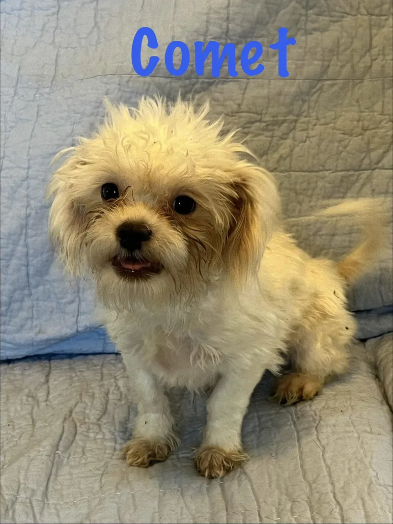 A baby small-sized male Shih Tzu dog named Comet for adoption in Pipe Creek, TX